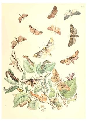 Image du vendeur pour Reproduccin/Reproduction 9213768329: British moths and their transformations. London :W. Smith,1843-45. mis en vente par EL BOLETIN