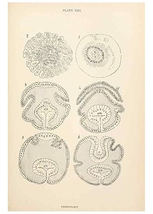 Seller image for Reproduccin/Reproduction 9125560469: The anatomy, physiology, morphology and development of the blow-fly (Calliphora erythrocephala). London,Published for the author by R. H. Porter,1890-95. for sale by EL BOLETIN