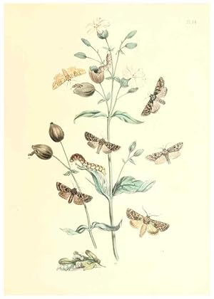 Image du vendeur pour Reproduccin/Reproduction 9213790297: British moths and their transformations. London :W. Smith,1843-45. mis en vente par EL BOLETIN