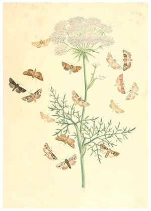 Immagine del venditore per Reproduccin/Reproduction 9216570408: British moths and their transformations. London :W. Smith,1843-45. venduto da EL BOLETIN