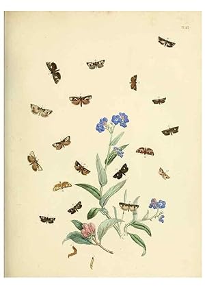 Immagine del venditore per Reproduccin/Reproduction 9219058862: British moths and their transformations. London :W. Smith,1843-45. venduto da EL BOLETIN