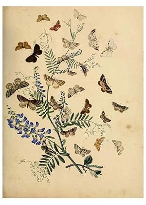 Image du vendeur pour Reproduccin/Reproduction 9219043246: British moths and their transformations. London :W. Smith,1843-45. mis en vente par EL BOLETIN