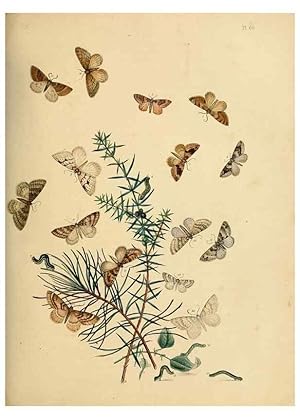 Imagen del vendedor de Reproduccin/Reproduction 9216265539: British moths and their transformations. London :W. Smith,1843-45. a la venta por EL BOLETIN