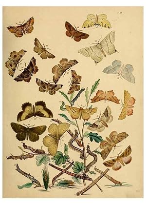 Imagen del vendedor de Reproduccin/Reproduction 9216252917: British moths and their transformations. London :W. Smith,1843-45. a la venta por EL BOLETIN