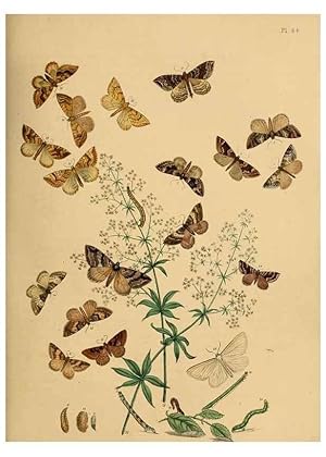 Imagen del vendedor de Reproduccin/Reproduction 9219033802: British moths and their transformations. London :W. Smith,1843-45. a la venta por EL BOLETIN