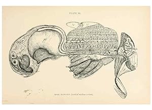 Seller image for Reproduccin/Reproduction 9127775794: The anatomy, physiology, morphology and development of the blow-fly (Calliphora erythrocephala). London,Published for the author by R. H. Porter,1890-95. for sale by EL BOLETIN