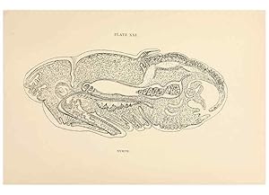 Seller image for Reproduccin/Reproduction 9125575903: The anatomy, physiology, morphology and development of the blow-fly (Calliphora erythrocephala). London,Published for the author by R. H. Porter,1890-95. for sale by EL BOLETIN