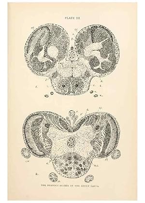 Seller image for Reproduccin/Reproduction 9127754224: The anatomy, physiology, morphology and development of the blow-fly (Calliphora erythrocephala). London,Published for the author by R. H. Porter,1890-95. for sale by EL BOLETIN