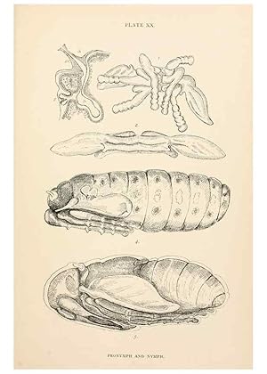 Seller image for Reproduccin/Reproduction 9125573709: The anatomy, physiology, morphology and development of the blow-fly (Calliphora erythrocephala). London,Published for the author by R. H. Porter,1890-95. for sale by EL BOLETIN