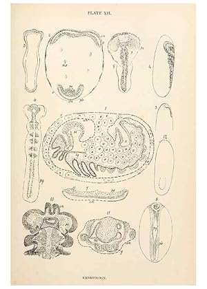 Seller image for Reproduccin/Reproduction 9127778054: The anatomy, physiology, morphology and development of the blow-fly (Calliphora erythrocephala). London,Published for the author by R. H. Porter,1890-95. for sale by EL BOLETIN