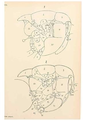 Seller image for Reproduccin/Reproduction 9127767006: The anatomy, physiology, morphology and development of the blow-fly (Calliphora erythrocephala). London,Published for the author by R. H. Porter,1890-95. for sale by EL BOLETIN