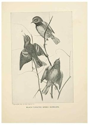 Seller image for Reproduccin/Reproduction 9094478038: Bird world :. Boston :Ginn,c1898. for sale by EL BOLETIN