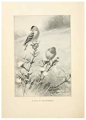 Seller image for Reproduccin/Reproduction 9092249751: Bird world :. Boston :Ginn,c1898. for sale by EL BOLETIN