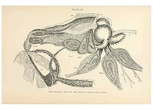 Seller image for Reproduccin/Reproduction 9127756312: The anatomy, physiology, morphology and development of the blow-fly (Calliphora erythrocephala). London,Published for the author by R. H. Porter,1890-95. for sale by EL BOLETIN