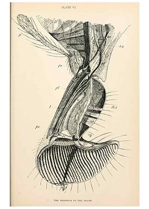 Seller image for Reproduccin/Reproduction 9127761994: The anatomy, physiology, morphology and development of the blow-fly (Calliphora erythrocephala). London,Published for the author by R. H. Porter,1890-95. for sale by EL BOLETIN