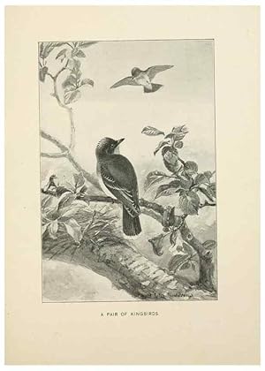 Seller image for Reproduccin/Reproduction 9092251895: Bird world :. Boston :Ginn,c1898. for sale by EL BOLETIN