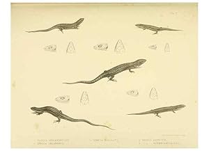 Immagine del venditore per Reproduccin/Reproduction 10327854575: The zoology of the voyage of the H.M.S. Erebus & Terror,. London,E. W. Janson,1844-1875. venduto da EL BOLETIN