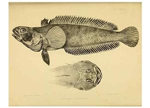 Immagine del venditore per Reproduccin/Reproduction 10327884854: The zoology of the voyage of the H.M.S. Erebus & Terror,. London,E. W. Janson,1844-1875. venduto da EL BOLETIN