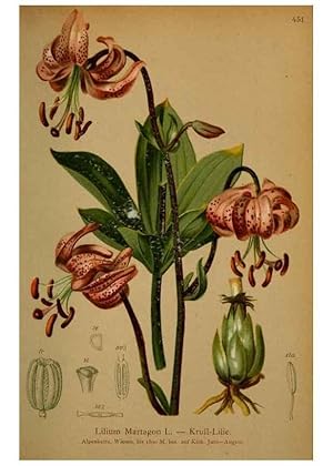 Seller image for Reproduccin/Reproduction 10424574593: Atlas der Alpenflora /. Wien :Eigenthum und Verlag des Deutschen und Oesterr. Alpenvereins,1882. for sale by EL BOLETIN