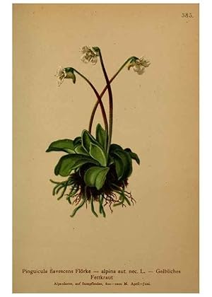 Seller image for Reproduccin/Reproduction 10424237713: Atlas der Alpenflora /. Wien :Eigenthum und Verlag des Deutschen und Oesterr. Alpenvereins,1882. for sale by EL BOLETIN