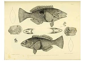 Immagine del venditore per Reproduccin/Reproduction 10327955914: The zoology of the voyage of the H.M.S. Erebus & Terror,. London,E. W. Janson,1844-1875. venduto da EL BOLETIN