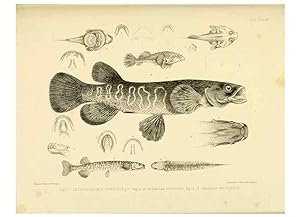 Immagine del venditore per Reproduccin/Reproduction 10328006576: The zoology of the voyage of the H.M.S. Erebus & Terror,. London,E. W. Janson,1844-1875. venduto da EL BOLETIN