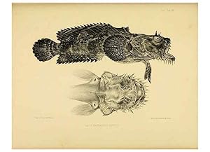 Immagine del venditore per Reproduccin/Reproduction 10327917576: The zoology of the voyage of the H.M.S. Erebus & Terror,. London,E. W. Janson,1844-1875. venduto da EL BOLETIN