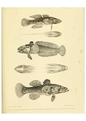 Immagine del venditore per Reproduccin/Reproduction 10327877874: The zoology of the voyage of the H.M.S. Erebus & Terror,. London,E. W. Janson,1844-1875. venduto da EL BOLETIN