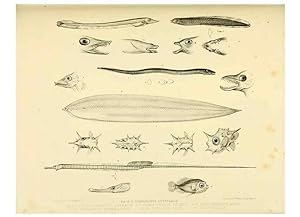 Immagine del venditore per Reproduccin/Reproduction 10328128003: The zoology of the voyage of the H.M.S. Erebus & Terror,. London,E. W. Janson,1844-1875. venduto da EL BOLETIN