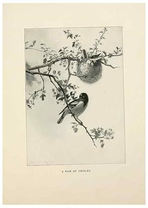 Seller image for Reproduccin/Reproduction 9094481832: Bird world :. Boston :Ginn,c1898. for sale by EL BOLETIN