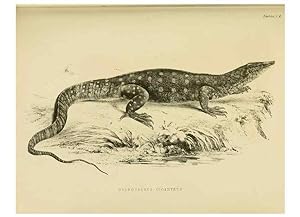 Immagine del venditore per Reproduccin/Reproduction 10327847335: The zoology of the voyage of the H.M.S. Erebus & Terror,. London,E. W. Janson,1844-1875. venduto da EL BOLETIN