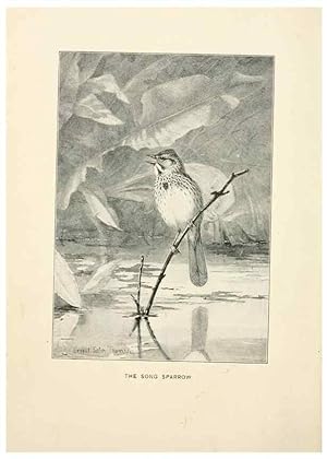 Seller image for Reproduccin/Reproduction 9094472604: Bird world :. Boston :Ginn,c1898. for sale by EL BOLETIN