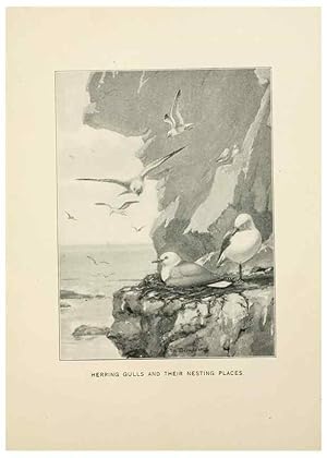 Seller image for Reproduccin/Reproduction 9094479974: Bird world :. Boston :Ginn,c1898. for sale by EL BOLETIN