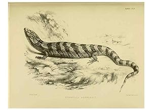 Immagine del venditore per Reproduccin/Reproduction 10327859595: The zoology of the voyage of the H.M.S. Erebus & Terror,. London,E. W. Janson,1844-1875. venduto da EL BOLETIN