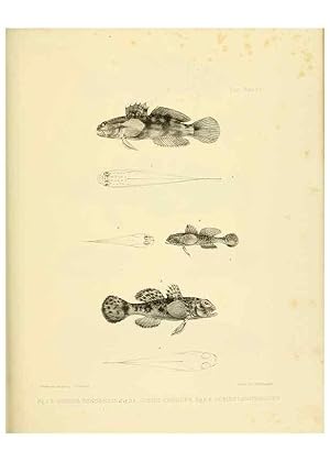 Immagine del venditore per Reproduccin/Reproduction 10327874444: The zoology of the voyage of the H.M.S. Erebus & Terror,. London,E. W. Janson,1844-1875. venduto da EL BOLETIN