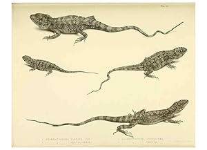 Immagine del venditore per Reproduccin/Reproduction 10328039693: The zoology of the voyage of the H.M.S. Erebus & Terror,. London,E. W. Janson,1844-1875. venduto da EL BOLETIN