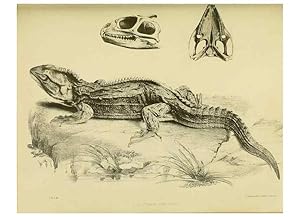 Immagine del venditore per Reproduccin/Reproduction 10328045943: The zoology of the voyage of the H.M.S. Erebus & Terror,. London,E. W. Janson,1844-1875. venduto da EL BOLETIN
