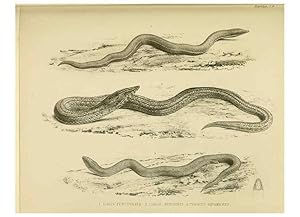 Immagine del venditore per Reproduccin/Reproduction 10327857255: The zoology of the voyage of the H.M.S. Erebus & Terror,. London,E. W. Janson,1844-1875. venduto da EL BOLETIN