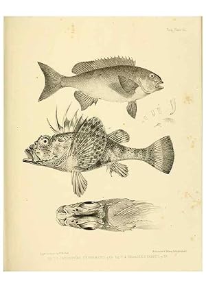 Immagine del venditore per Reproduccin/Reproduction 10328160453: The zoology of the voyage of the H.M.S. Erebus & Terror,. London,E. W. Janson,1844-1875. venduto da EL BOLETIN