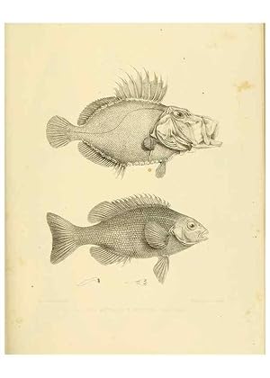 Immagine del venditore per Reproduccin/Reproduction 10327955525: The zoology of the voyage of the H.M.S. Erebus & Terror,. London,E. W. Janson,1844-1875. venduto da EL BOLETIN