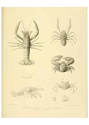 Immagine del venditore per Reproduccin/Reproduction 10328052814: The zoology of the voyage of the H.M.S. Erebus & Terror,. London,E. W. Janson,1844-1875. venduto da EL BOLETIN