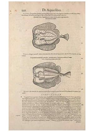 Seller image for Reproduccin/Reproduction 14948673444: Conradi Gesneri medici Tigurini Historiae animalium liber IV :. Francofurti :In Bibliopolio Andreae Cambieri,anno MDCIIII [1604] for sale by EL BOLETIN