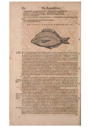 Seller image for Reproduccin/Reproduction 15566645841: Conradi Gesneri medici Tigurini Historiae animalium liber IV :. Francofurti :In Bibliopolio Andreae Cambieri,anno MDCIIII [1604] for sale by EL BOLETIN