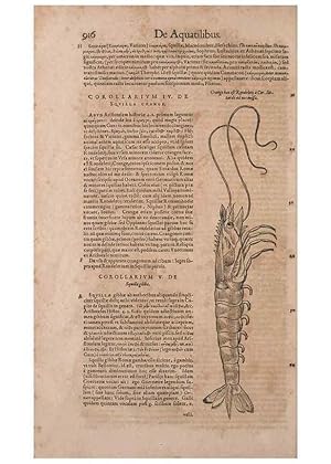 Image du vendeur pour Reproduccin/Reproduction 15545630766: Conradi Gesneri medici Tigurini Historiae animalium liber IV :. Francofurti :In Bibliopolio Andreae Cambieri,anno MDCIIII [1604] mis en vente par EL BOLETIN