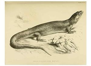 Immagine del venditore per Reproduccin/Reproduction 10328031333: The zoology of the voyage of the H.M.S. Erebus & Terror,. London,E. W. Janson,1844-1875. venduto da EL BOLETIN