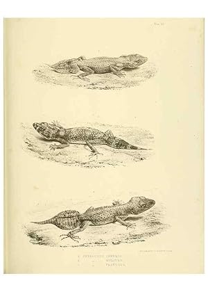 Immagine del venditore per Reproduccin/Reproduction 10327863754: The zoology of the voyage of the H.M.S. Erebus & Terror,. London,E. W. Janson,1844-1875. venduto da EL BOLETIN