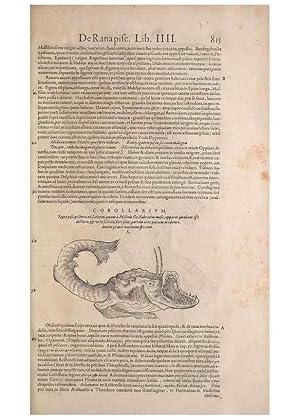 Seller image for Reproduccin/Reproduction 14949065643: Conradi Gesneri medici Tigurini Historiae animalium liber IV :. Francofurti :In Bibliopolio Andreae Cambieri,anno MDCIIII [1604] for sale by EL BOLETIN