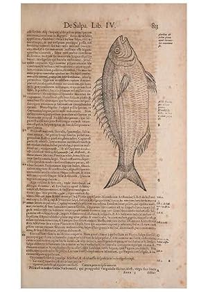 Seller image for Reproduccin/Reproduction 15569257125: Conradi Gesneri medici Tigurini Historiae animalium liber IV :. Francofurti :In Bibliopolio Andreae Cambieri,anno MDCIIII [1604] for sale by EL BOLETIN