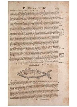 Imagen del vendedor de Reproduccin/Reproduction 14949207023: Conradi Gesneri medici Tigurini Historiae animalium liber IV :. Francofurti :In Bibliopolio Andreae Cambieri,anno MDCIIII [1604] a la venta por EL BOLETIN