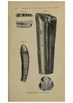 Immagine del venditore per Reproduccin/Reproduction 12683323503: The Quarterly journal of the Geological Society of London. London [etc.] venduto da EL BOLETIN